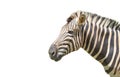 Zebra isolated on white background of file with Clipping Path Royalty Free Stock Photo