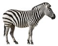 Zebra Isolated on a White Background Royalty Free Stock Photo