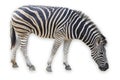 Zebra isolated on white background have clipping path Royalty Free Stock Photo