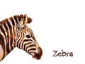 Zebra isolated on white background Vector watercolor. wildlife safari animals