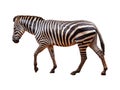 Zebra isolated on white Royalty Free Stock Photo