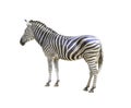 Zebra isolated Royalty Free Stock Photo