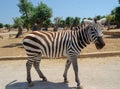 Zebra in Italy safari nimal, saf ari, wild, africa, grass mammal striped stripes
