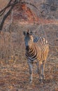 Zebra  in its natural habitat Royalty Free Stock Photo