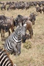 Zebra jumping Royalty Free Stock Photo