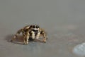 Zebra Jumping Spider Royalty Free Stock Photo