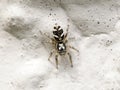 Zebra jumping spider Salticus scenicus Royalty Free Stock Photo