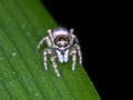 Zebra jumping spider Salticus scenicus on a leaf - macro Royalty Free Stock Photo