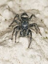 Zebra jumping spider Salticus scenicus Royalty Free Stock Photo