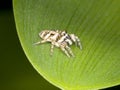 Zebra jumping spider Salticus scenicus on a leaf Royalty Free Stock Photo