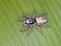 Zebra jumping spider Salticus scenicus on a leaf Royalty Free Stock Photo