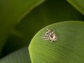 Zebra jumping spider Salticus scenicus on a leaf Royalty Free Stock Photo