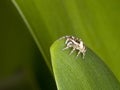 Zebra jumping spider Salticus scenicus on a leaf Royalty Free Stock Photo