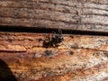 Zebra jumping spider (Salticus scenicus) with vivid black-and-white colouration