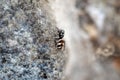 Zebra jumping spider, Salticus scenicus Royalty Free Stock Photo