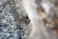 Zebra jumping spider, Salticus scenicus Royalty Free Stock Photo