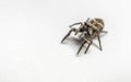 A Zebra Jumping Spider on a white background Royalty Free Stock Photo