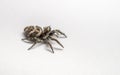 A Zebra Jumping Spider on a white background Royalty Free Stock Photo