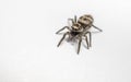 A Zebra Jumping Spider on a white background Royalty Free Stock Photo