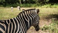 Zebra