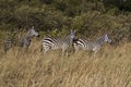 Zebra in Kenia Royalty Free Stock Photo