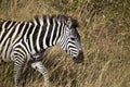 Zebra in Kenia Royalty Free Stock Photo