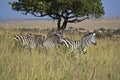 Zebra in Kenia Royalty Free Stock Photo