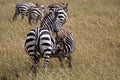 Zebra in Kenia Royalty Free Stock Photo