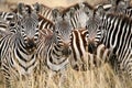 Zebra (Kenya) Royalty Free Stock Photo