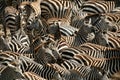 Zebra (Kenya) Royalty Free Stock Photo