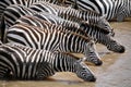 Zebra (Kenya) Royalty Free Stock Photo