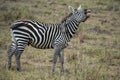 Natural wildlife in Africa, zebra in  Kenya Royalty Free Stock Photo