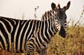 Zebra in Kenya on the savanna. Close up during sunset