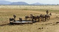 zebra in kenya Royalty Free Stock Photo