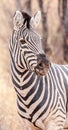 Zebra in the Khama Rhino Sanctuary, Botswana Royalty Free Stock Photo