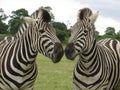 Zebra Kiss