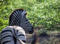 Zebra in Kruger National Park. Royalty Free Stock Photo