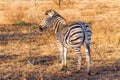 Zebra from Kruger National Park, equus quagga Royalty Free Stock Photo
