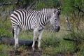 Kruger Zebra Royalty Free Stock Photo