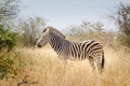 Zebra, Kruger National Park, South Africa