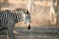 Zebra, Lake Mburo, Uganda