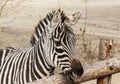 Zebra. Large horse Zebra in the Savannah, Kenya. Royalty Free Stock Photo