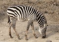 Zebra. Large horse Zebra in the Savannah, Kenya. Royalty Free Stock Photo