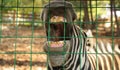 Zebra at the lattice in the zoo