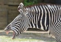 Zebra laughing Royalty Free Stock Photo