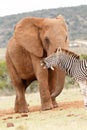 Zebra laughing at the Elephant Royalty Free Stock Photo
