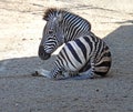 Zebra laying down in zoo enclosure in FingerLakes