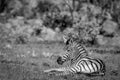 Zebra laying down in the grass
