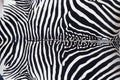 Zebra leather skin texture painted Royalty Free Stock Photo