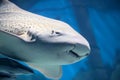 Zebra or Leopard shark (Stegostoma fasciatum)